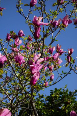 Mavi gökyüzünde parlayan büyük pembe manolya çiçekleri.