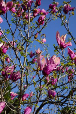 Mavi gökyüzünde parlayan büyük pembe manolya çiçekleri.
