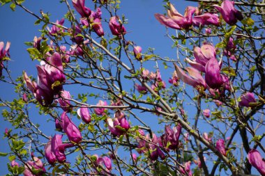 Mavi gökyüzünde parlayan büyük pembe manolya çiçekleri.