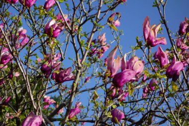 Mavi gökyüzünde parlayan büyük pembe manolya çiçekleri.