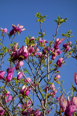 Mavi gökyüzünde parlayan büyük pembe manolya çiçekleri.