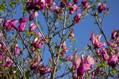 Mavi gökyüzünde parlayan büyük pembe manolya çiçekleri.