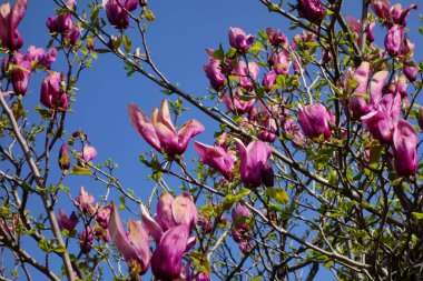 Mavi gökyüzünde parlayan büyük pembe manolya çiçekleri.