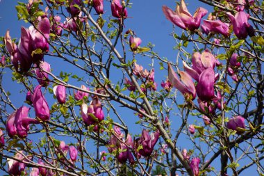 Mavi gökyüzünde parlayan büyük pembe manolya çiçekleri.
