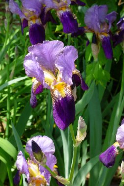 Iris, asil ve zarif mor çiçekler.