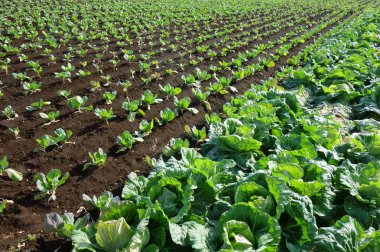 Ekinler, çiftlik manzarası, metropolitan alanı.