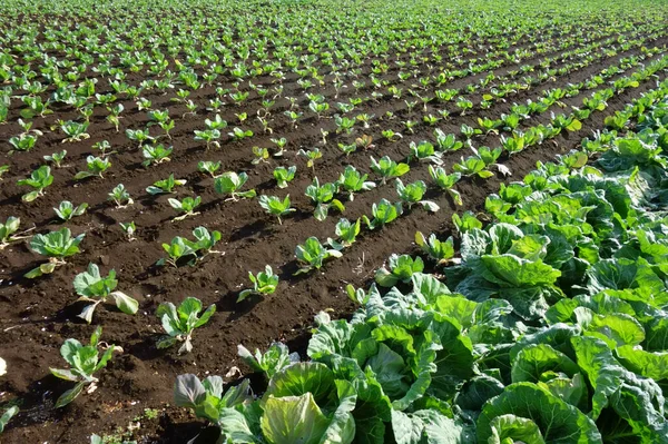 Ekinler, çiftlik manzarası, metropolitan alanı.