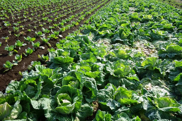 Ekinler, çiftlik manzarası, metropolitan alanı.