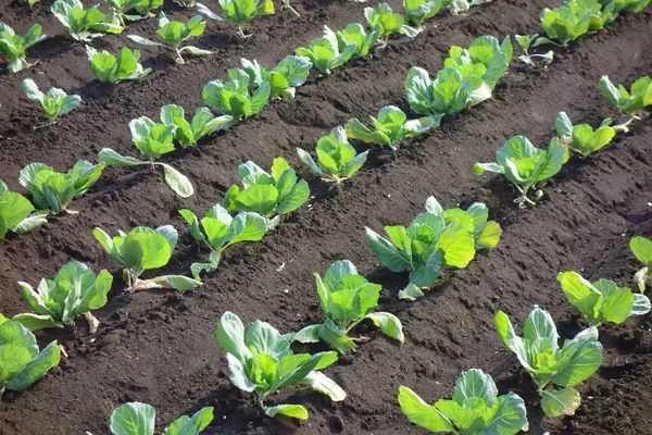 Ekinler, çiftlik manzarası, metropolitan alanı.