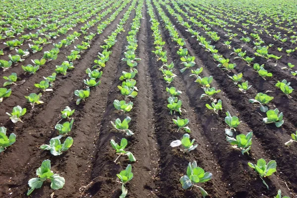 Ekinler, çiftlik manzarası, metropolitan alanı.