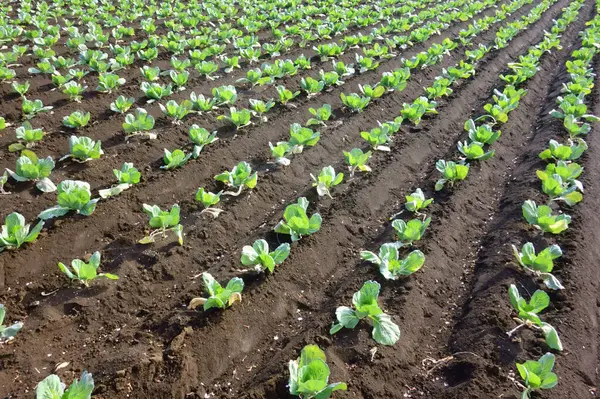 Ekinler, çiftlik manzarası, metropolitan alanı.