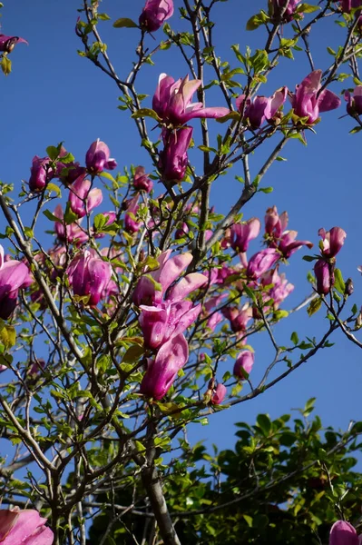 Mavi gökyüzünde parlayan büyük pembe manolya çiçekleri.