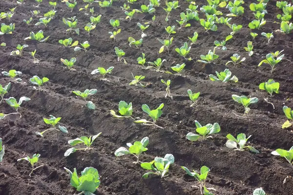 Ekinler, çiftlik manzarası, metropolitan alanı.