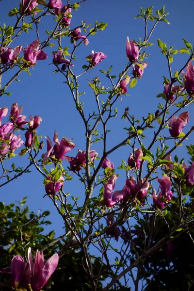 Mavi gökyüzünde parlayan büyük pembe manolya çiçekleri.