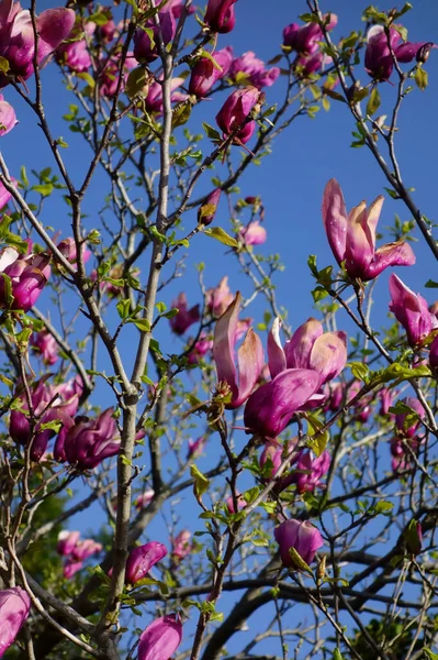 Mavi gökyüzünde parlayan büyük pembe manolya çiçekleri.