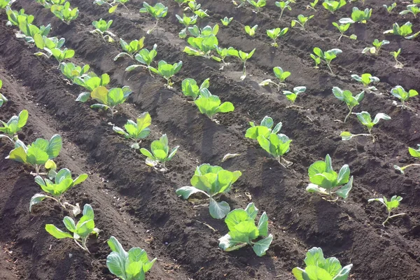 Ekinler, çiftlik manzarası, metropolitan alanı.