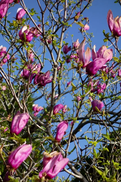 Mavi gökyüzünde parlayan büyük pembe manolya çiçekleri.