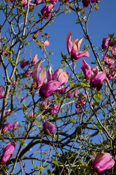 Grote Roze Magnolia Bloemen Die Schijnen Blauwe Lucht — Stockfoto