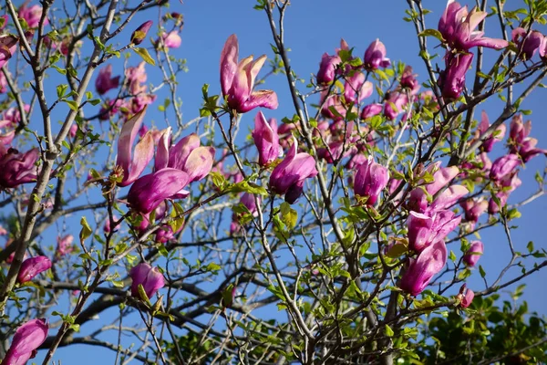 Mavi gökyüzünde parlayan büyük pembe manolya çiçekleri.