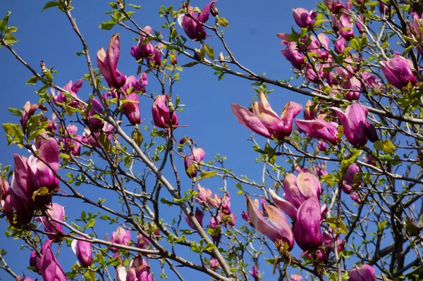 Mavi gökyüzünde parlayan büyük pembe manolya çiçekleri.