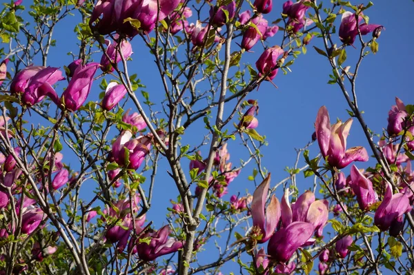 Mavi gökyüzünde parlayan büyük pembe manolya çiçekleri.