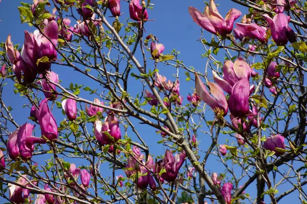 Mavi gökyüzünde parlayan büyük pembe manolya çiçekleri.