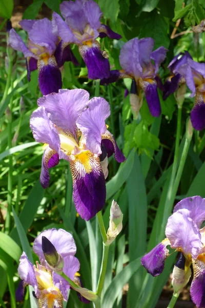 Iris Ušlechtilé Elegantní Fialové Květy — Stock fotografie