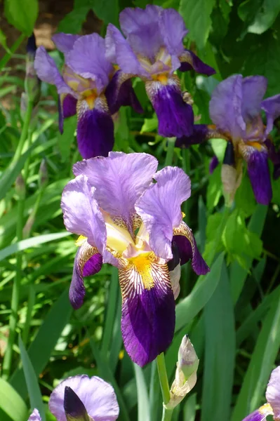 Iris Edele Elegante Paarse Bloemen — Stockfoto