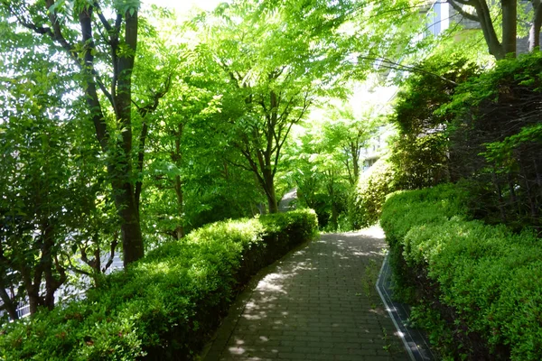 Paseo Verde Que Conduce Camino Forestal Iluminado Por Luz Del —  Fotos de Stock