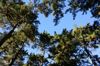 Mavi gökyüzünde parlayan çam ağaçlarının yaprakları.