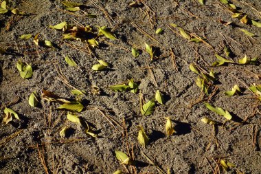 Parçalanan ve yere düşen ölü yapraklardan bir nesne.