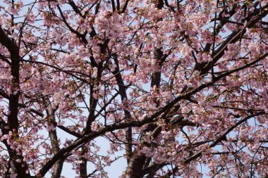 Zarif ve görkemli, pembe kiraz çiçekleri.