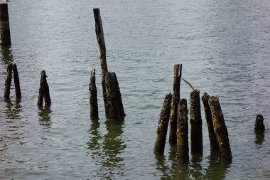 Fuchibe rıhtımında, nehrin ağzındaki çürümüş yaşlı bir ağaç.