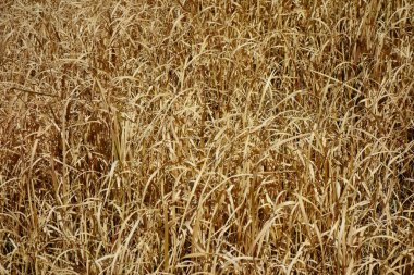 Büyük nehrin kıyısında büyüyen solmuş çimen deseni, kuzey rüzgarı tarafından emilir.