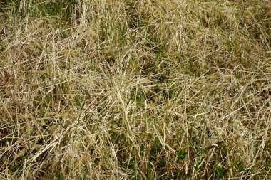 Büyük nehrin kıyısında büyüyen solmuş çimen deseni, kuzey rüzgarı tarafından emilir.