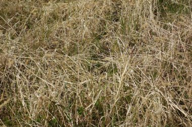 Büyük nehrin kıyısında büyüyen solmuş çimen deseni, kuzey rüzgarı tarafından emilir.