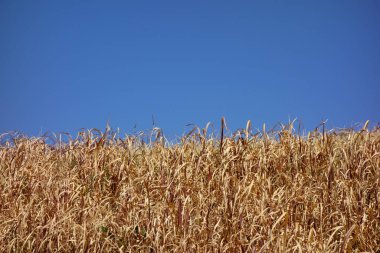 Büyük nehrin kıyısında büyüyen solmuş çimen deseni, kuzey rüzgarı tarafından emilir.