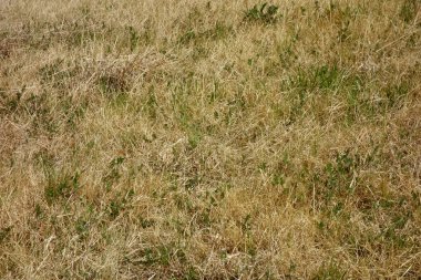 Büyük nehrin kıyısında büyüyen solmuş çimen deseni, kuzey rüzgarı tarafından emilir.