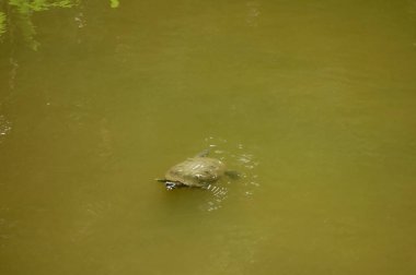 Bataklık gölünde rahatça yüzen rahatlatıcı bir çamur kaplumbağası.