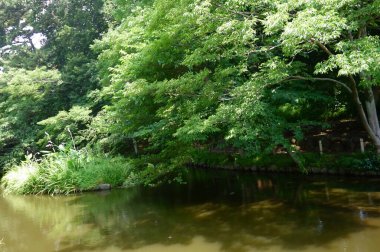 Yaz ortası, bir orman parkında yeşilliklerle çevrili göl manzarası.