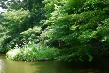 Yaz ortası, bir orman parkında yeşilliklerle çevrili göl manzarası.
