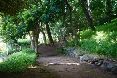 Yaz ortasında bir orman parkında taze yeşilliklerle kaplı rahatlatıcı doğal bir manzara.