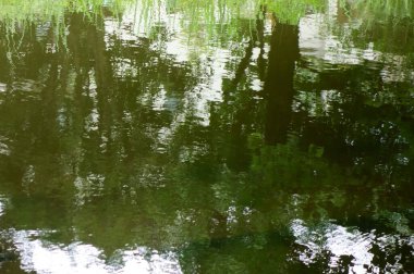 Yaz ortası, bir orman parkında yeşilliklerle çevrili göl manzarası.