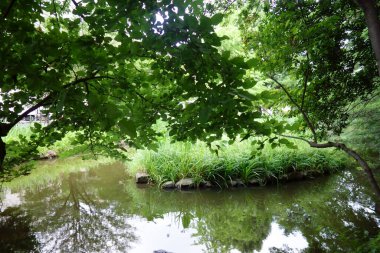Yaz ortası, bir orman parkında yeşilliklerle çevrili göl manzarası.