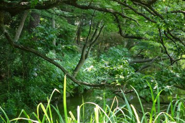 Yaz ortasında bir orman parkında taze yeşilliklerle kaplı rahatlatıcı doğal bir manzara.