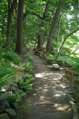 Yaz ortasında bir orman parkında taze yeşilliklerle kaplı rahatlatıcı doğal bir manzara.