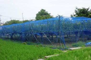 Kuş hasarını önlemek için ağ örülmüş bir meyve ağacı deseni