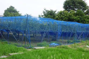 Kuş hasarını önlemek için ağ örülmüş bir meyve ağacı deseni