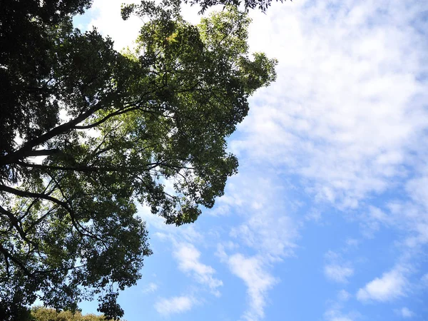 Céu Exuberante Visto Silhueta Floresta Nos Recintos Santuário Final Outono — Fotografia de Stock