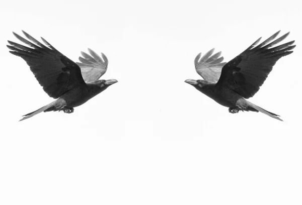 Ένα Κοράκι Ξαφνικά Κουνάει Φτερά Του Και Πετάει Μακριά — Φωτογραφία Αρχείου